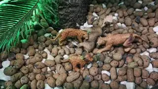Тайга мультик про животных