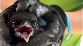 #short #shortsvideo
