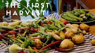 Farm to Table | Harvesting and cooking with Hidde