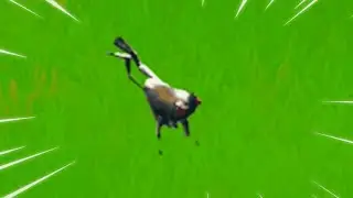 craziest frog...🤣