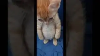 Злющий и немного злющий 🤣🥰🥰 #funniestcats