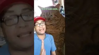 Así te ve tu gato cuando... #funnyvideo #funnyanimals #funnyshorts