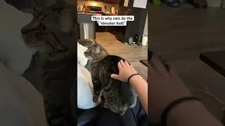 THIS is why cats lift their bottom when you pet them!
