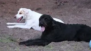 Vanguard High School Doggie Day Care