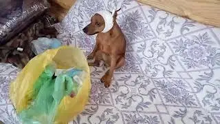 Вот такая она-собачья жизнь в деревне