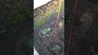 огород. Майские посадки 2022г