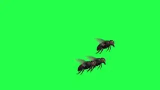 Disturbing panic real flies green screen free royalty footage