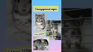 Окрасы шиншилл 😇🇺🇦