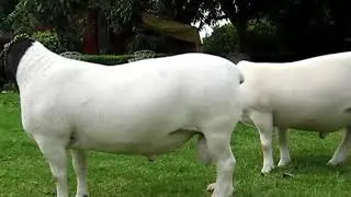 Borregos dorper campeones Expopecuaria Irapuato whats 2371062847 #dorper #borregosdorper #Puebla