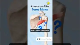 Teres Minor Anatomy 