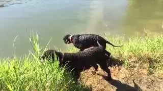 Carlin and Tooey Go Swimming