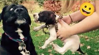 Funny animals - Funny cats and dogs - Funny animal videos 2023🤣Part 1