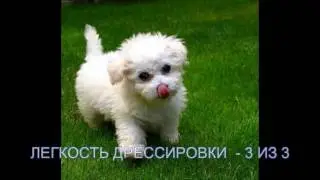 БИШОН ФРИЗЕ