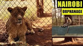 Our Experience At The Nairobi Animal Orphanage