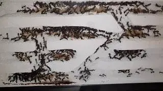 Camponotus Cruentatus Come From Their Hibernation #Ant Life HD 60 Fps