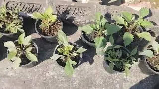 শুভ সকাল বন্ধুরা ,তোমরা সবাই কেমন আছো আশা করি ভালো আছো 💖🍂🌸