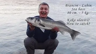 Ribolov Na Moru - Kako Se Lovi Brancin-Lubin od 5 kg.