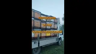 ЛЕГКО!!! БОЛЕЕ 100 семей ЗА РАЗ ОЧЕНЬ быстро!!! 2023 г.