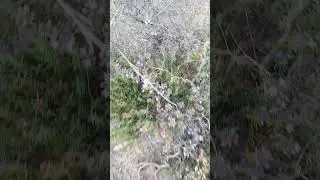 Yayla Balı 