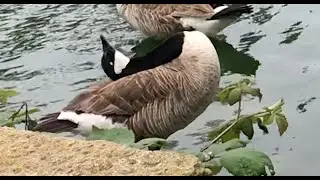 when a goose's head is itchy