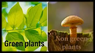 Difference between Green plants and Non-green plants I 