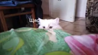 Мурзик не пушок!
