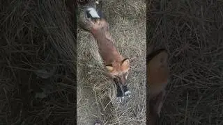 Лиса на сене #животные #лиса #animals #лисаальма #fox