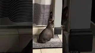 Sneaky Sphynx kitties