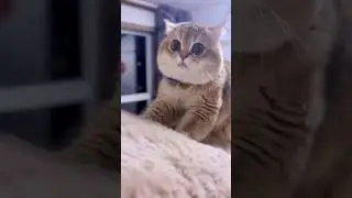 #cat #komikvideolar #kediler #kedivideolarıizle #kedileralemi #kedilerindünyası #komikkedivideoları