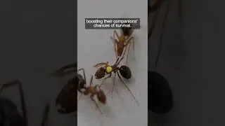 Ants perform life-saving amputations on their nestmates