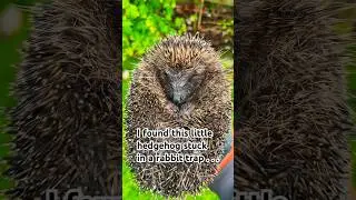 A Lucky Hedgehog