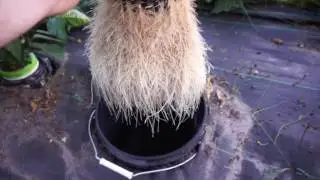 Hydroponics Homemade Growing System | Kratky  Method | Chocolate Bhutlah | Nutrient Test | #4