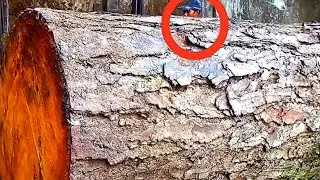 sawing the hardest wood || people call it stone wood || sawmill