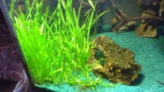 Сichlid Aquarium 250 L +Bio Filter 10.04.2018.Цихлиды.