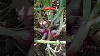 bawang merah usia 61 hari