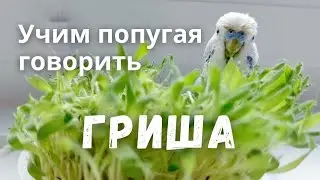 Учим попугая говорить 