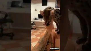 Такое существо вы вероятно не видели! Генета. 