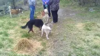 Хаски "Лиза" party 6