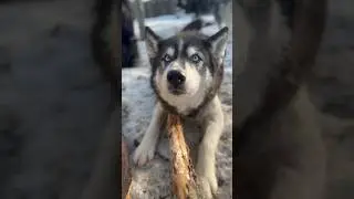 Жадный Марсель