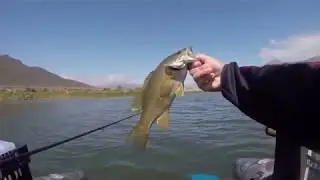 Pesca Pro Series Light Jig & Texas Rod