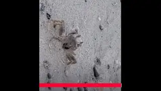 कुकुरले गंगटो खान्छ कि खाादैन सो जान्नको लागि यो भिडियो अन्त्यसम्म हेर्नुहोला।