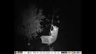 Coons stealing bird seed cakes from a cage.