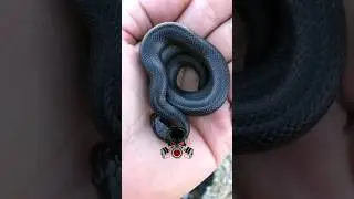 Animals transformation #viral #animalsofyoutube #shorts