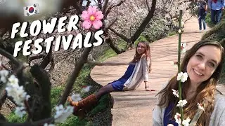 Where to See Cherry Blossoms + Flowers 🌼🌸 in Jeollanam-do 전라남도 Spring in Korea
