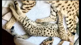 Savannah Kittens and Savannah Cats
