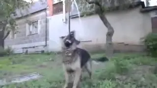 Как красиво играет немецкая овчарка