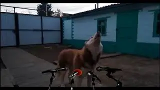 Мировая звезда певица Беллами
