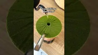 Chimarrão Art🧉🟢
