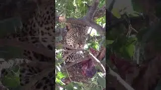 Those eyes 👀 #leopardkill #animal #bigcats #zambia #viralshorts #leopardlover #africa