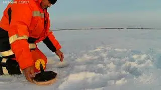 щуку на жерлицу